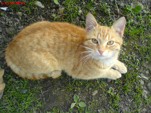 mačička
